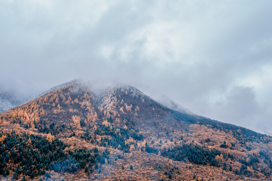 冬季折多山山林