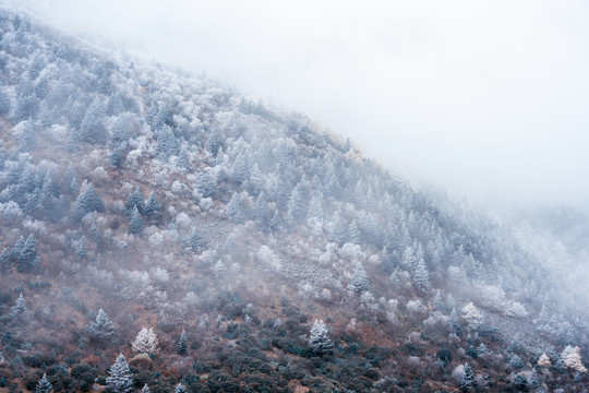 冬季折多山山林