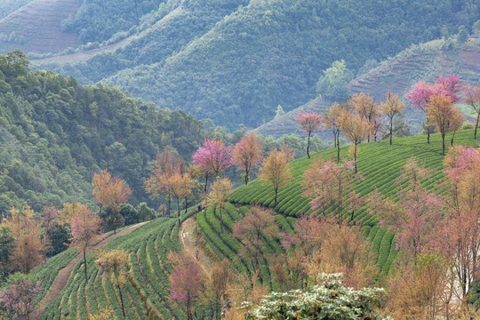 粉红色冬樱花与绿色茶山