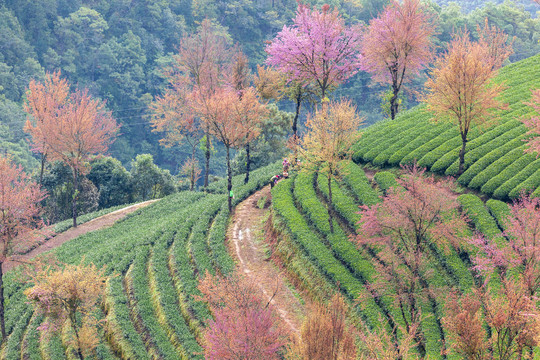 粉红色冬樱花与绿色茶山