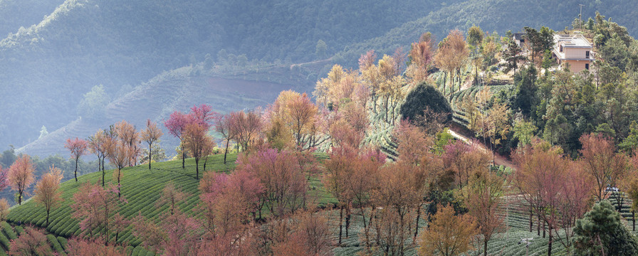 云南大理无量山樱花谷自然风光