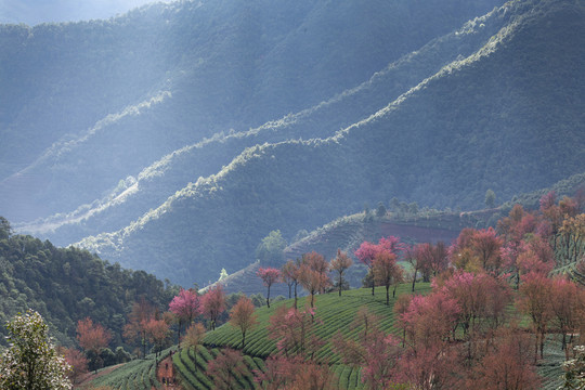 云南大理无量山樱花谷自然风光