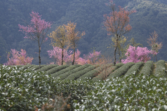 粉色冬樱花绿色茶山