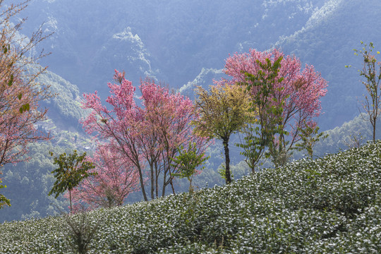 粉色冬樱花绿色茶山