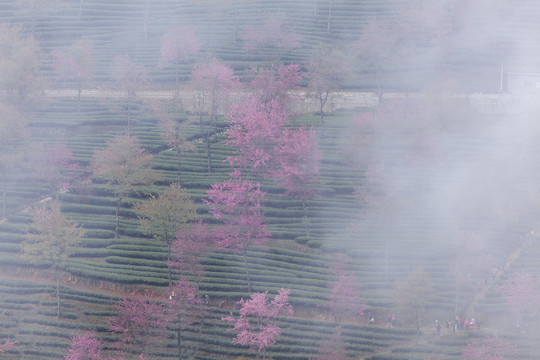 晨雾缭绕冬樱花茶山自然景观