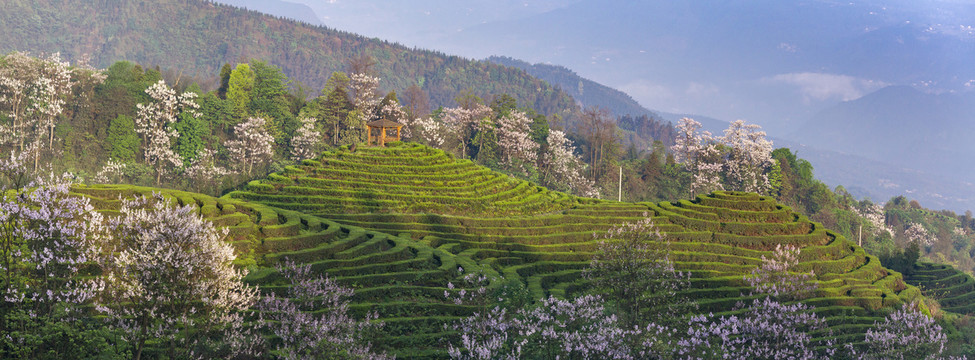 蜿蜒茶山泡桐花自然风光