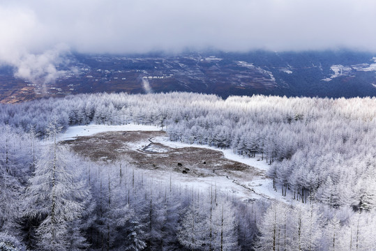 松林雪景