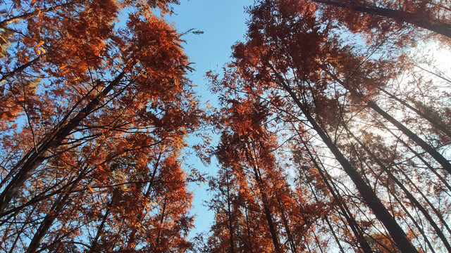 仰望秋天的树林