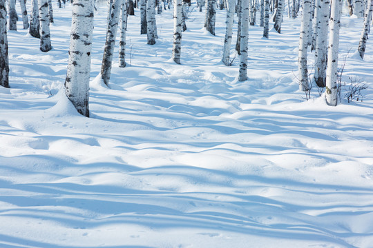 冬季阳光雪原白桦林