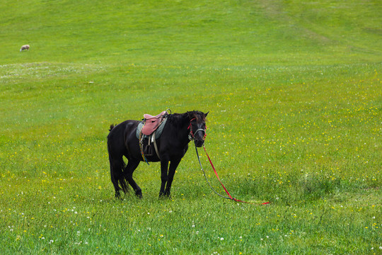 夏季草原一匹马