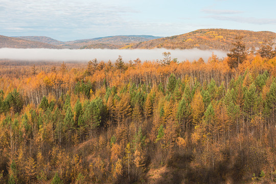秋季清晨晨雾多彩森林