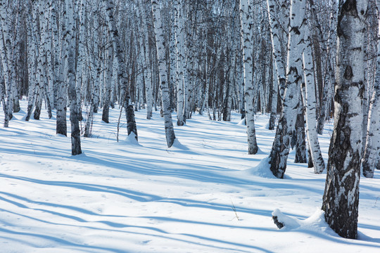 雪地白桦树林