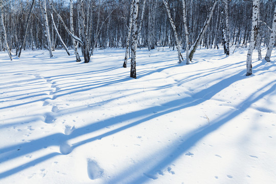 雪地白桦树光影