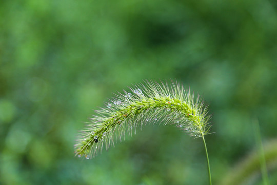 晨露