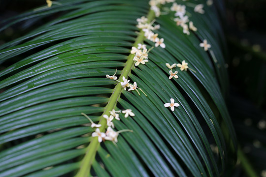 桂花