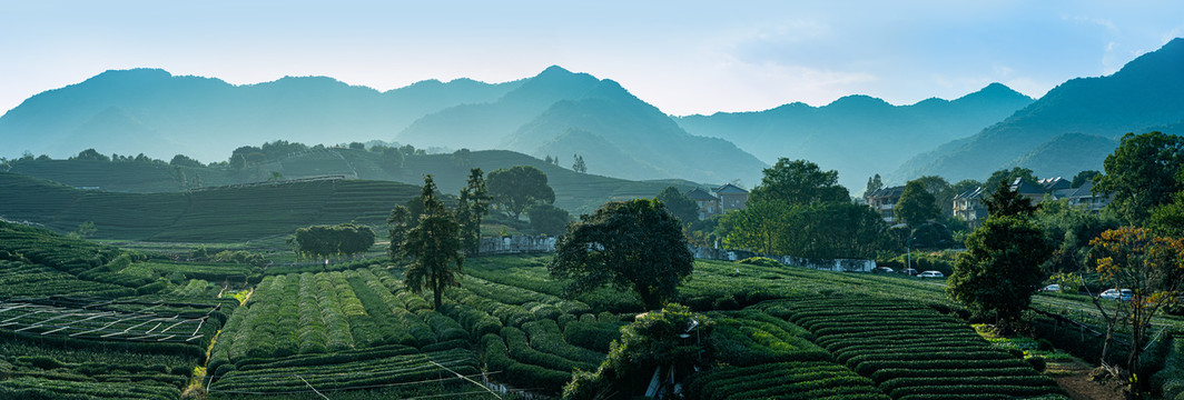 杭州龙井茶茶山