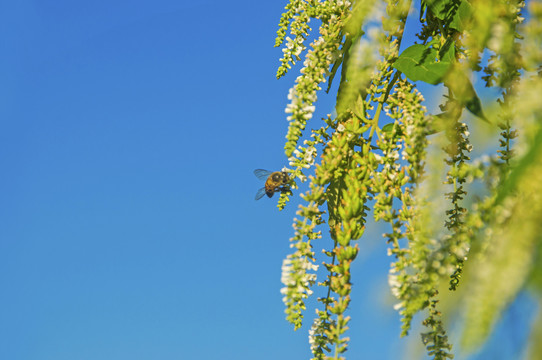 白背枫与小蜜蜂