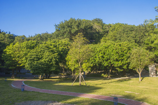 九日山风景区树林风景