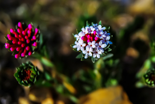 狼毒花