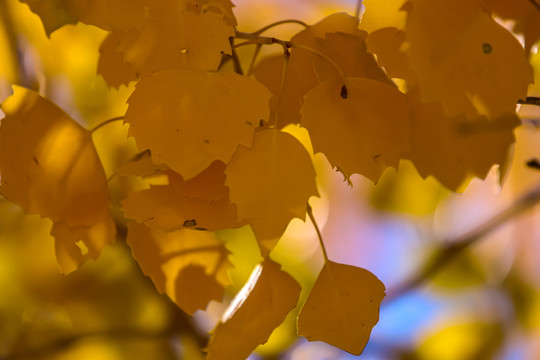 秋季金黄银杏树叶