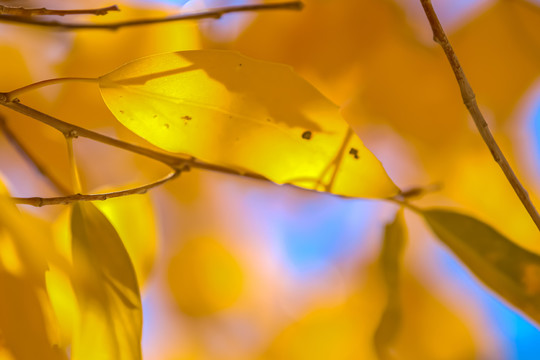 秋季金黄银杏树叶