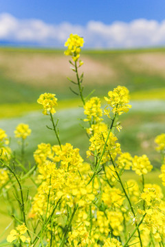 油菜花