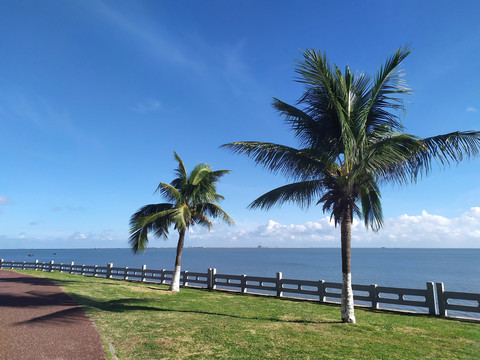 海边椰树