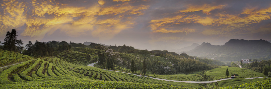 蜿蜒茶山彩云山脉茶山风光