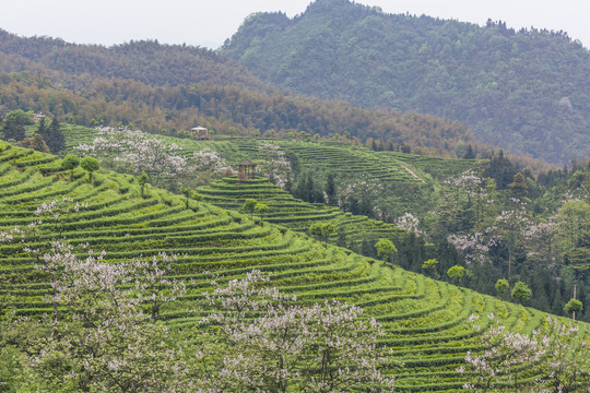 蜿蜒茶山紫色泡桐花