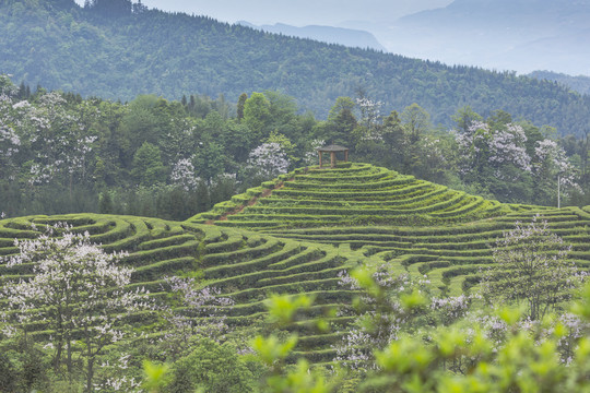 蜿蜒茶山紫色泡桐花