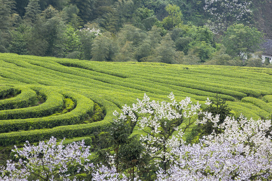 蜿蜒茶山紫色泡桐花