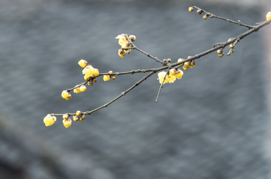 梅花盛开