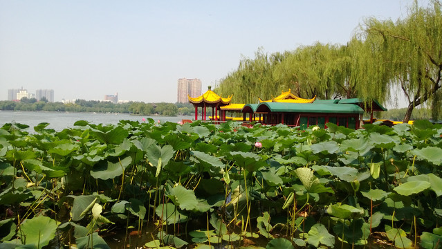 初夏荷花游湖风景图片