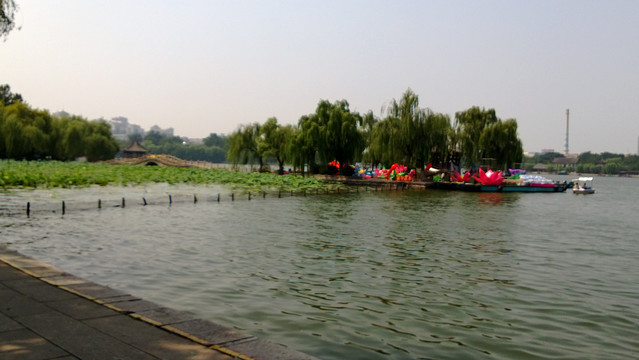 荷花湖泊游船风景图片