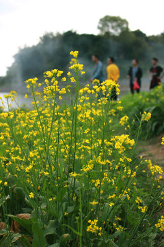 油菜花