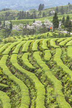 蜿蜒茶山紫色泡桐花自然风光