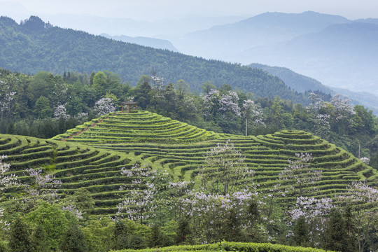 蜿蜒茶山紫色泡桐花自然风光