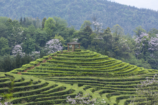 宜宾珙县鹿鸣茶山自然景观