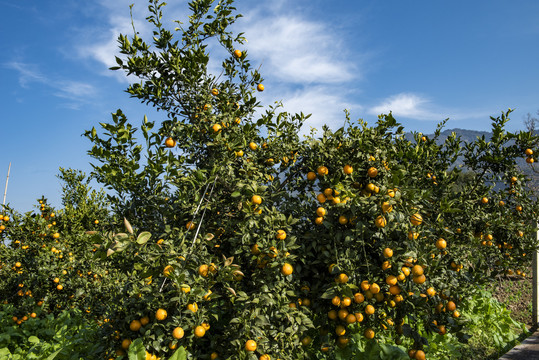黄果柑成熟挂满枝头