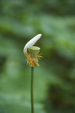 荷花莲蓬