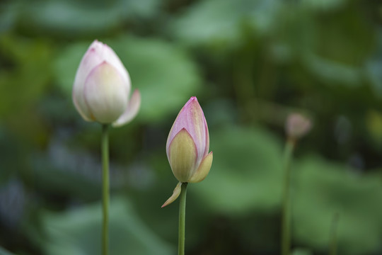 荷花花苞