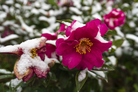 雪中茶花