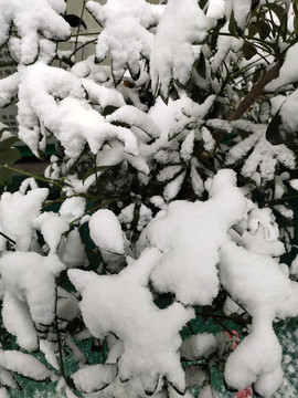 雪中的綠植