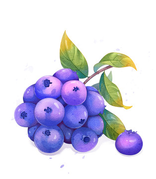 水彩蓝莓