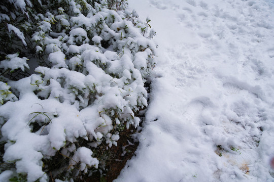 大雪雪景