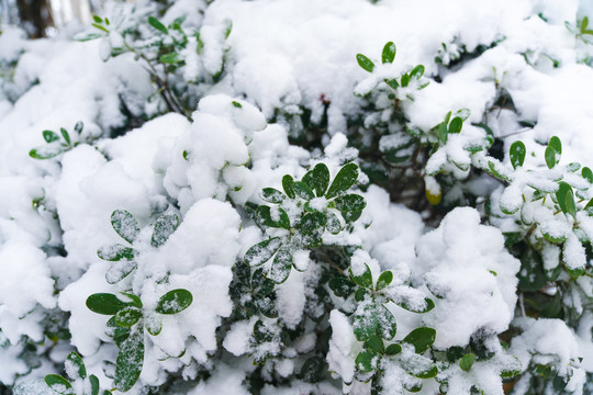 被大雪覆盖的植物