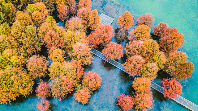 芜湖红杉林