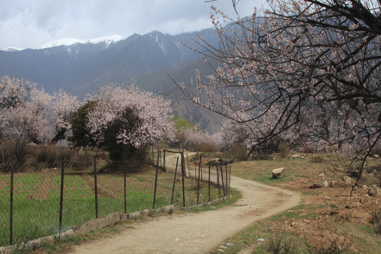 乡村民居