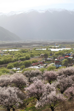 花海