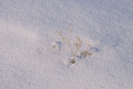 雪景